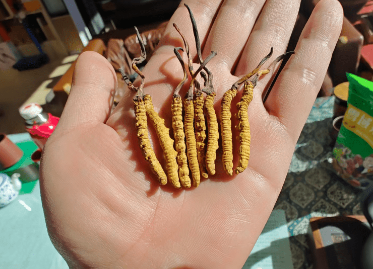 开云登录入口-年销20万根的冬虫夏草竟是胶水拼的！工作人员：买的好胶水，吃下去没有事